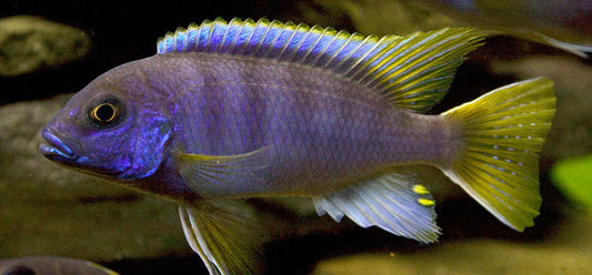 Acei Cichlid (Pseudotropheus sp. "acei") 2"-3"