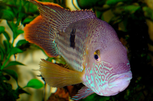 Green Terror Cichlid (Andinoacara rivulatus) 2.5" SMALL/MEDIUM