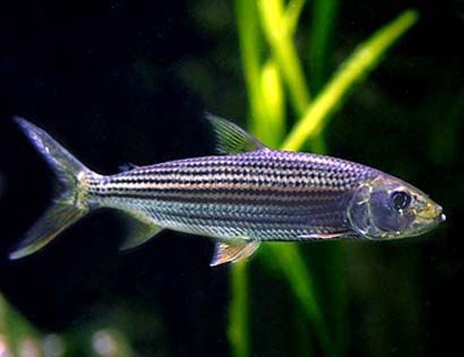 Vittatus African Tiger Fish (Hydrocynus vittatus)