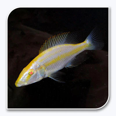 Compressiceps Albino Cichlid 2"