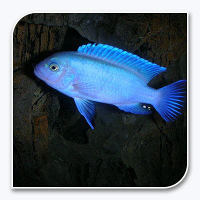 Cobalt Blue Zebra Cichlid