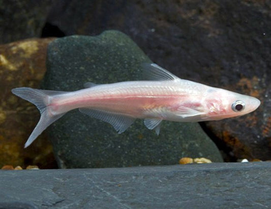 Albino iridescent sharks 4"
