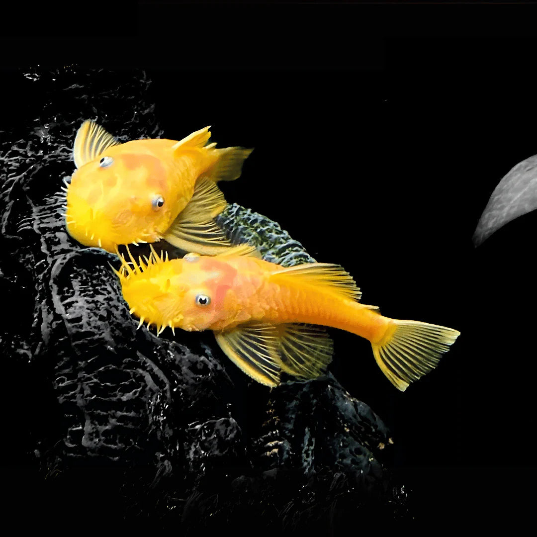 L144 Blue Eye Lemon Bristlenose Pleco (Ancistrus sp)