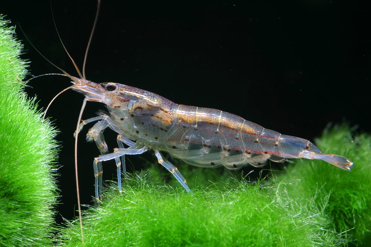 Amano shrimp (pack of 6)