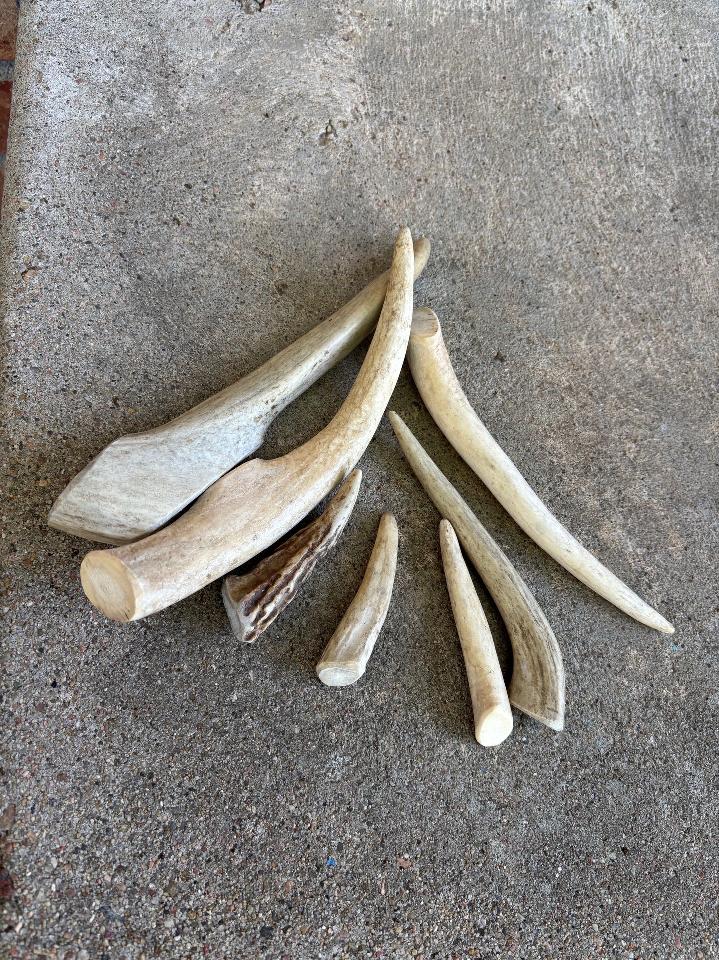 Antler- Medium