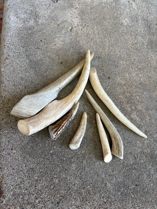Antler- small