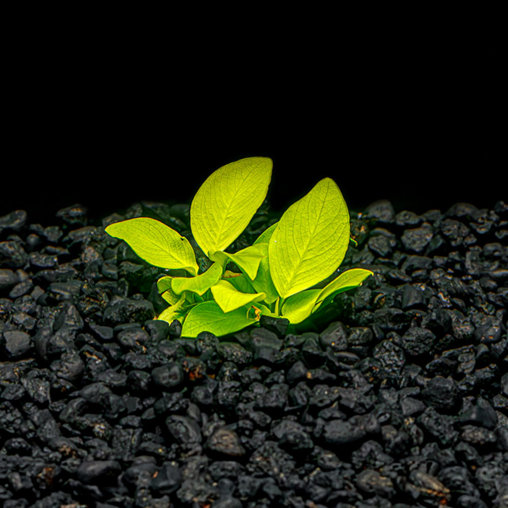 Anubias Nana Golden