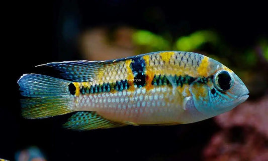 Aequidens superomaculatum