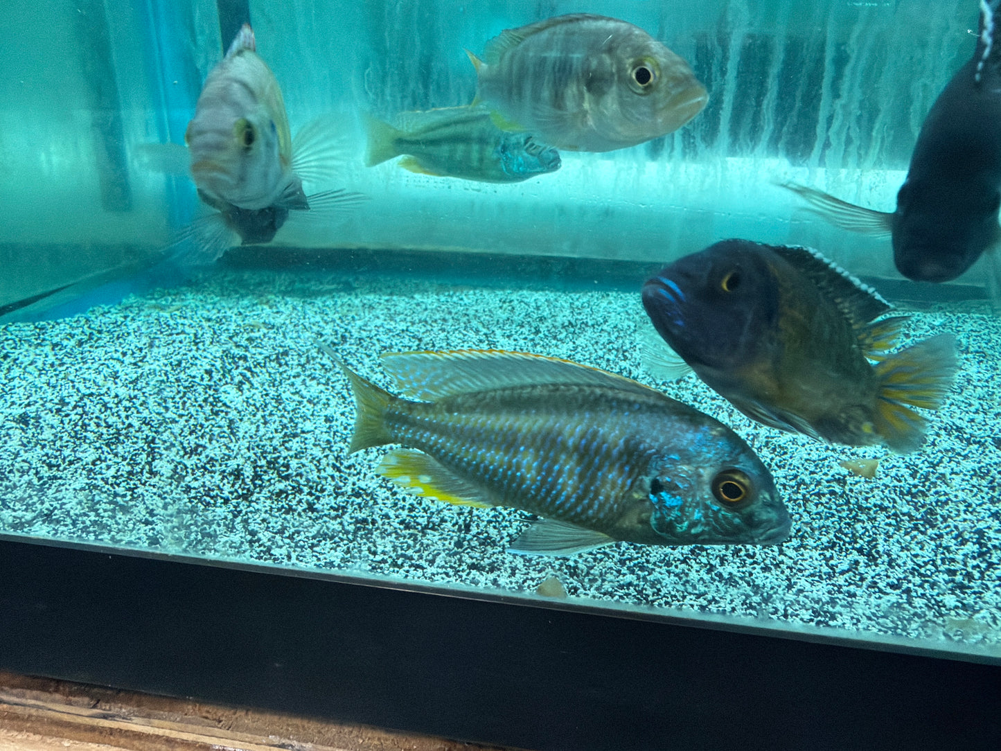 Chilotilapia Rhoadesii
