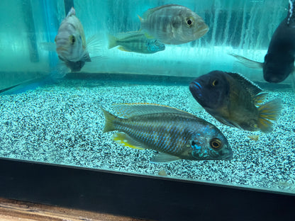 Chilotilapia Rhoadesii