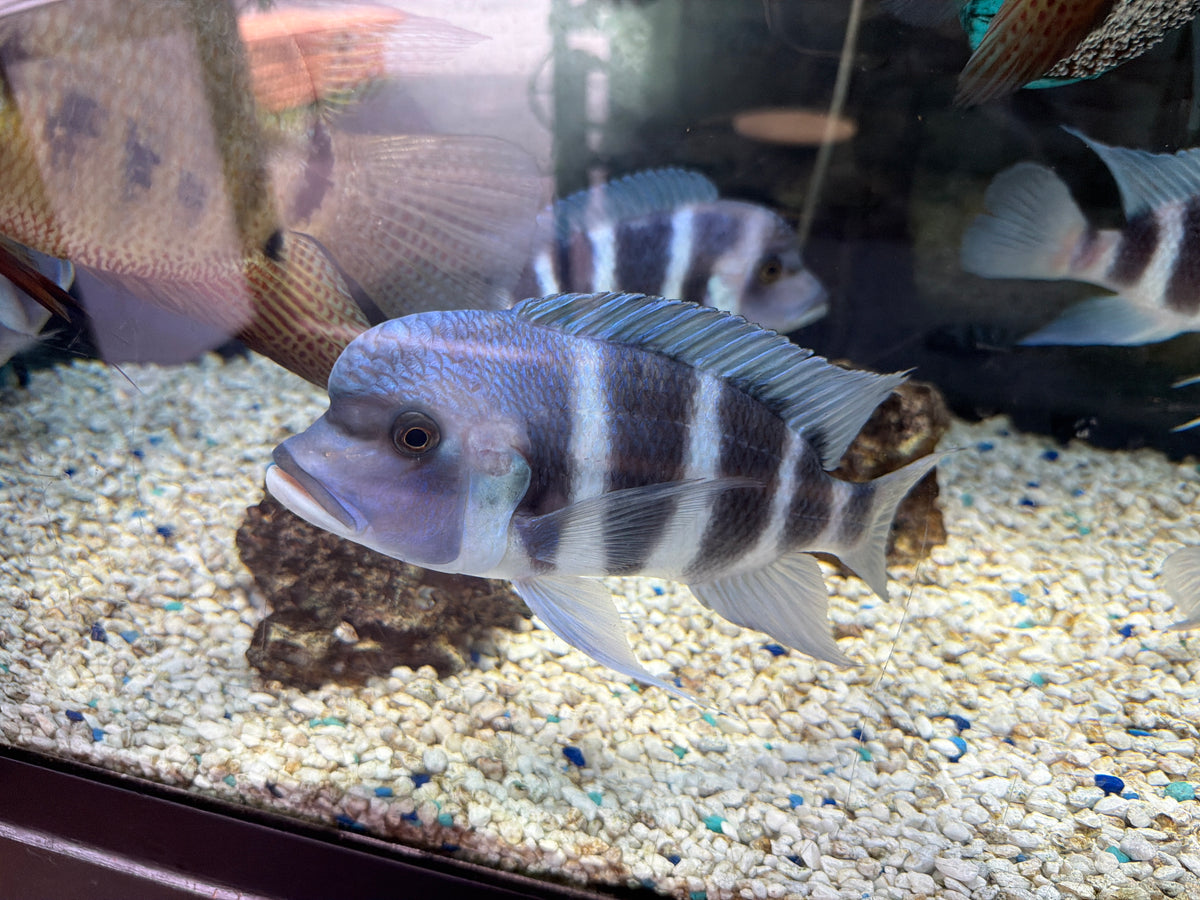 Zaire Blue Moba Frontosa (Cyphotilapia gibberosa)