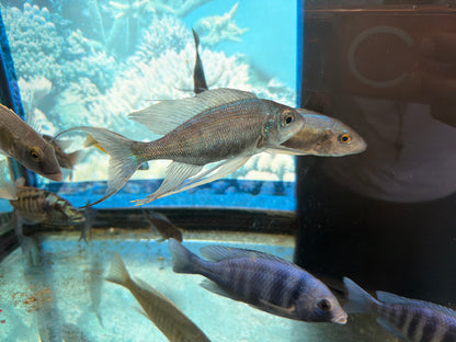Cyathopharynx Foai 'Sibwesa'