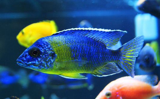 Bicolor 500