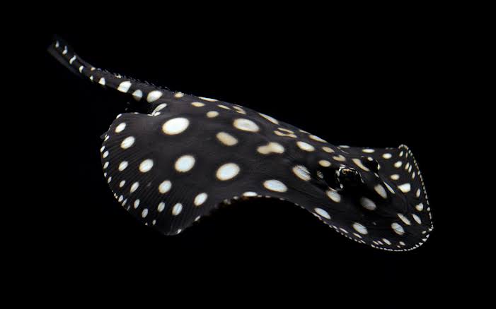 Black Diamond Stingray (Potamotrygon leopoldi)