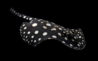 Black Diamond Stingray (Potamotrygon leopoldi)