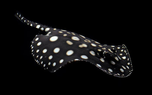 Black Diamond Stingray (Potamotrygon leopoldi)