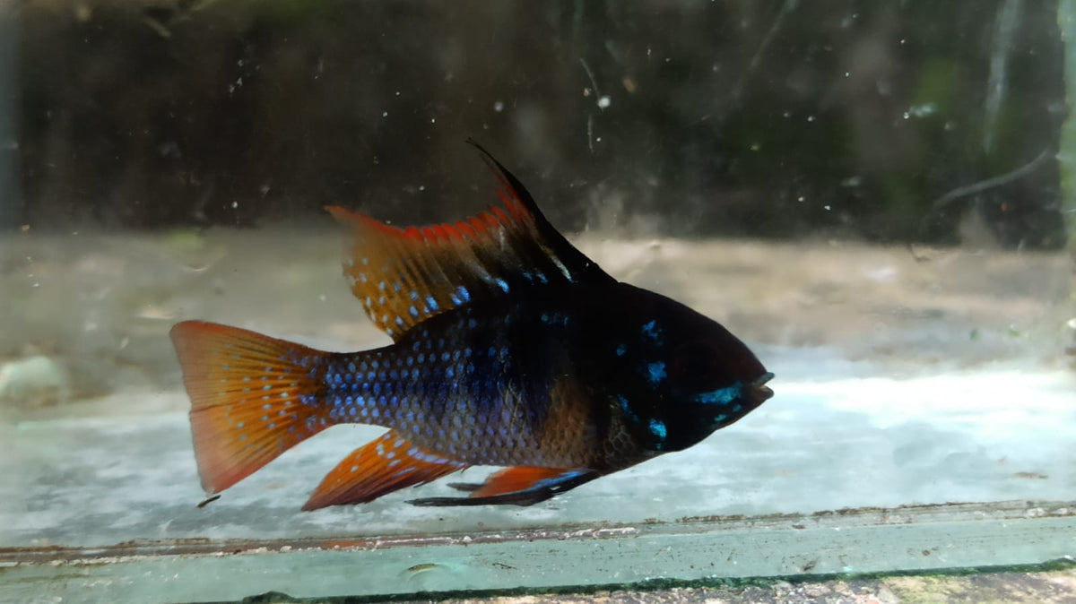Black Ram (Mikrogeophagus ramirezi ‘black’)