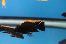 Otopharynx lithobates "Black Orange Dorsal" (Black Orange Dorsal)