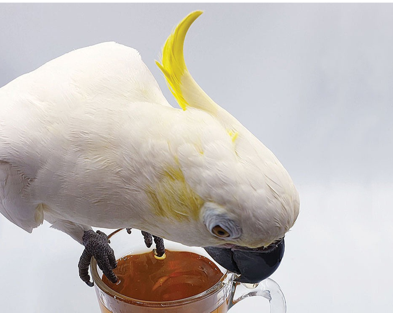 Parrot Tea Bundle Pack