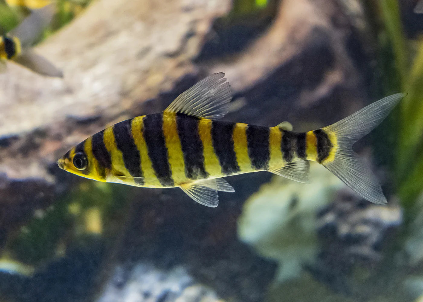 Leporinus fasciatus (Banded Leporinus)