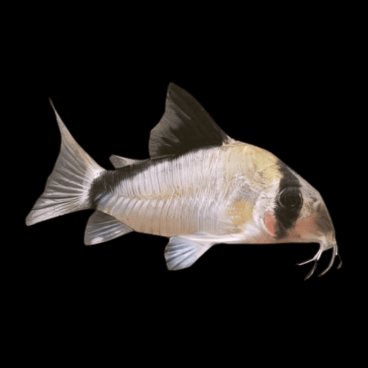 Metae Cory (Hoplisoma sp. C084)