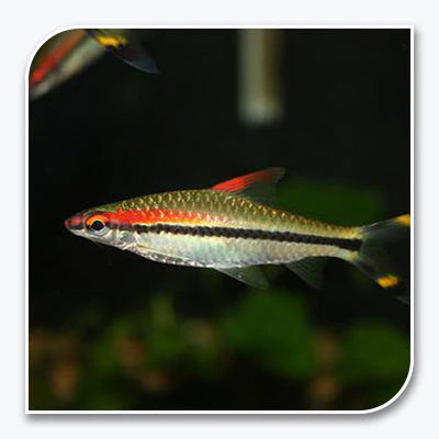 Roseline Shark Sahyadria denisonii