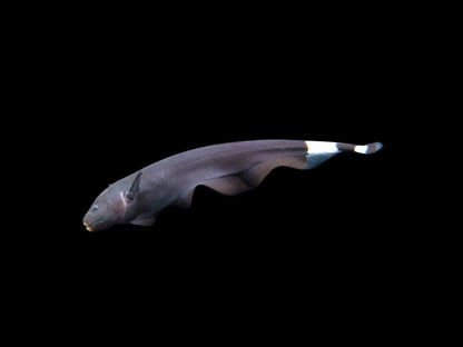 Black Ghost Knifefish