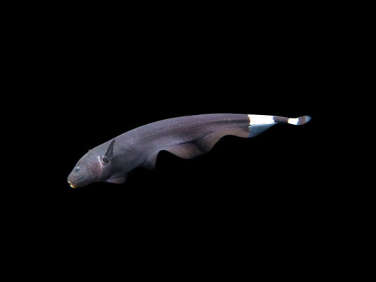 Black Ghost Knifefish