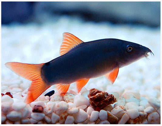 Spotted Botia BOTIA (Botiidae) & LOACH (Cobitoidea) – Danaqua Live Fish & More