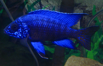 GRADE-A BLUE PEACOCK 4" MALE