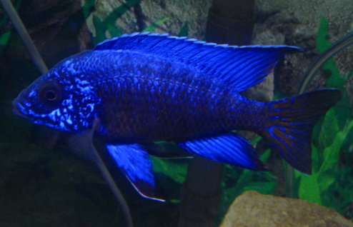 GRADE-A BLUE PEACOCK 4" MALE
