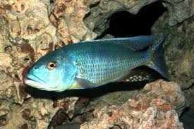 Buccochromis Lepturus Green