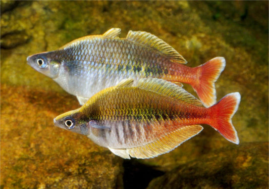 Chilatherina bleheri  Bleher's Rainbowfish