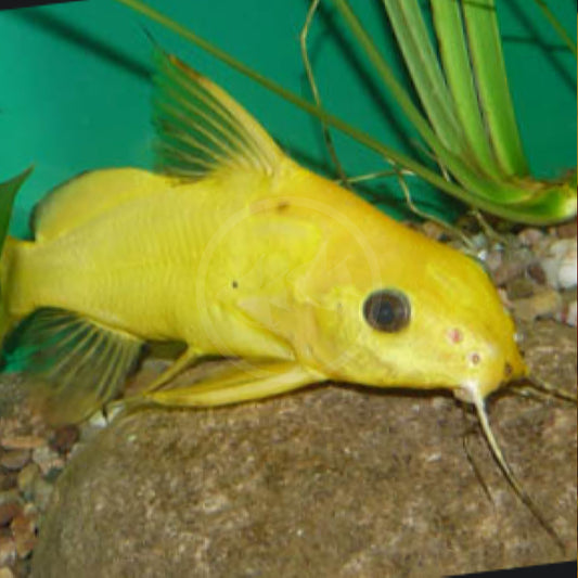 Synodontis nigrita