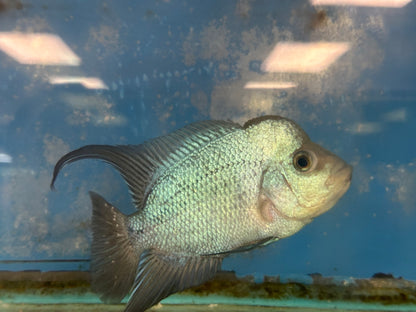 Blue Thai Silk Flowerhorn Cichlid (Cichlasoma sp)