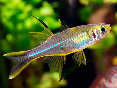 Marosatherina ladigesi  (Celebes Rainbowfish)