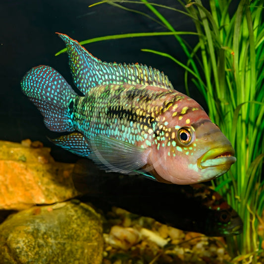 Jack Dempsey cichlid (Rocio octofasciata) MEDIUM