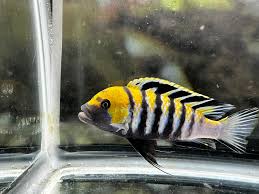 Cynotilapia zebroides "Cobue" Orange Back Cobue
