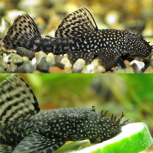 Bushynose Pleco (Bristlenose Plecostomus) MEDIUM
