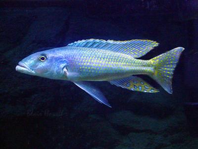 Malawi Trout (Champsochromis caeruleus)