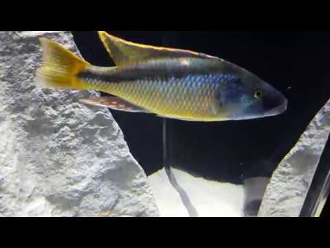 Champsochromis spilorhynchus