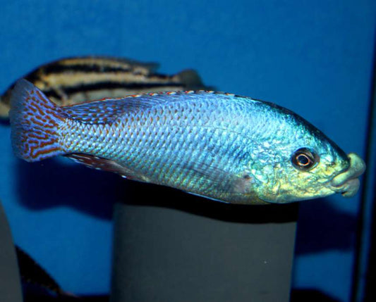 Euchilus "Thick Lips" (Chilotilapia euchilus)