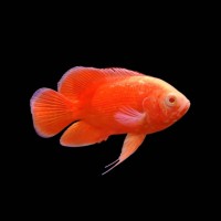 Red Chili Oscar (Astronotus ocellatus) 4"-5"