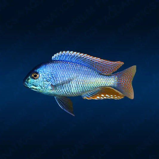 Chilotilapia Rhoadesii