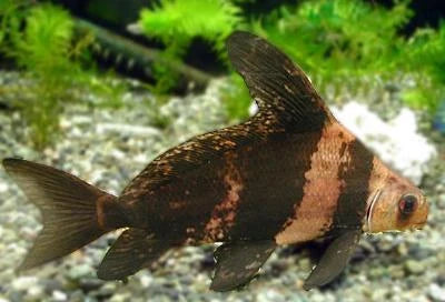 Hi-Fin Banded Loach (Myxocyprinus asiaticus)