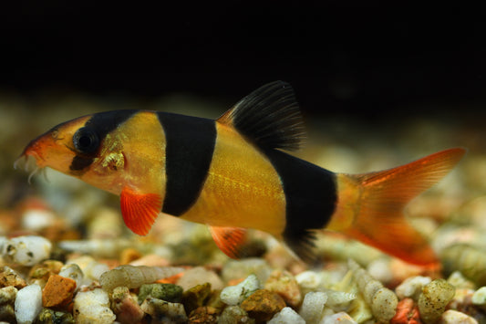 Spotted Botia BOTIA (Botiidae) & LOACH (Cobitoidea) – Danaqua Live Fish & More