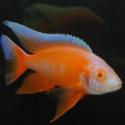 Albino Eureka Peacock (Aulonocara sp. "Eureka")