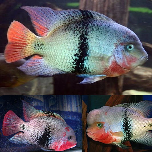 Black Belt Cichlid (Vieja Maculicauda) 3.5"-4"