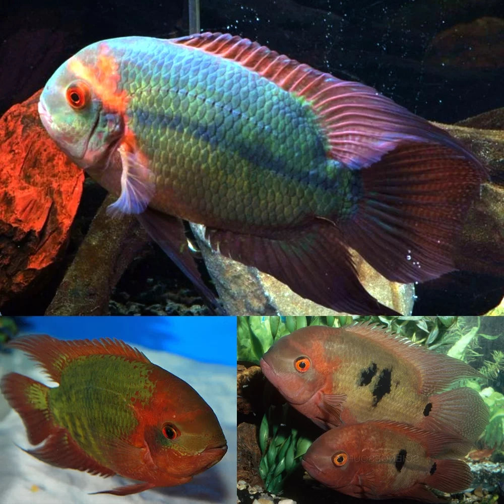 Chocolate Cichlid 2.5"-3.5"
