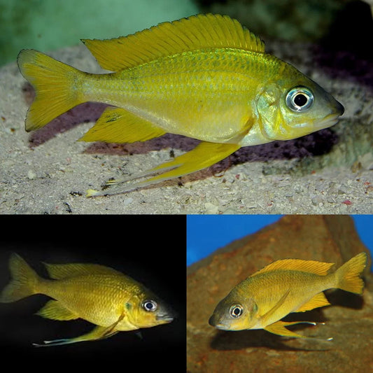 Ophthalmotilapia nasuta Kipili orange
